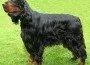 setter-gordon Non è la sua vera foto ma dovrebbe essere all'incirca così la cagnetta.